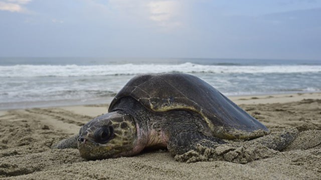 It's Freaking Turtle Season Again in Palm Beach - The Rush Limbaugh Show